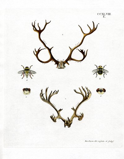 Reindeer Antlers by German School