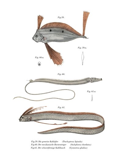 Ribbon Fish by German School