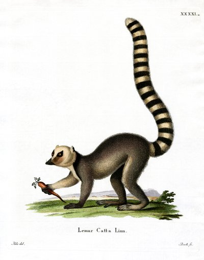 Ring-tailed Lemur by German School