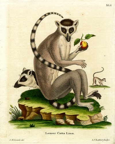 Ring-tailed Lemur by German School