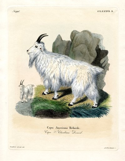 Rocky Mountain Goat by German School