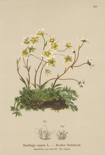 Rough Saxifrage by German School