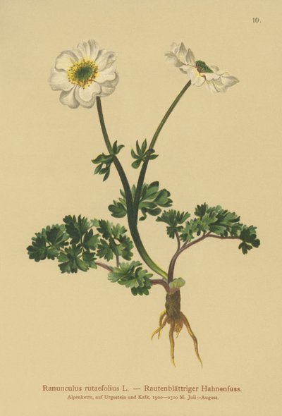 Rue-leaved Crowfoot (Ranunculus rutaefolius) by German School