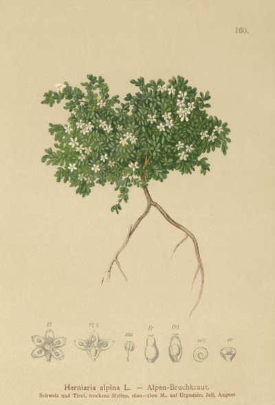 Rupturewort by German School