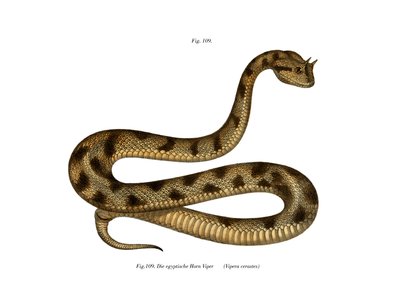 Sahara Sand Viper by German School