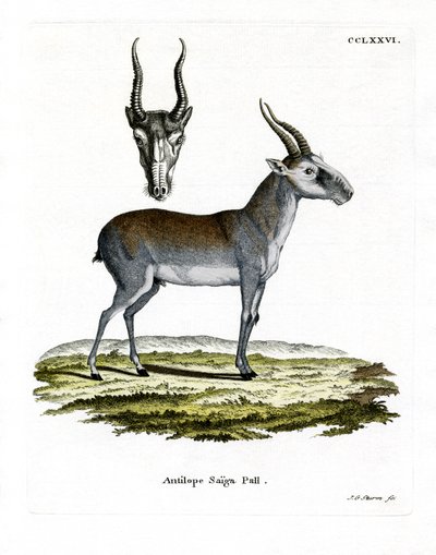 Saiga by German School