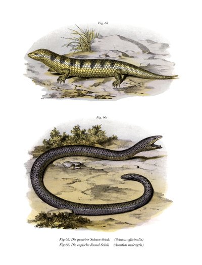 Sandfish Skink by German School