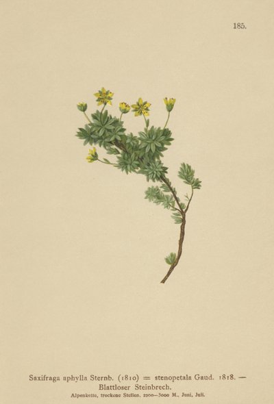 Saxifrage by German School