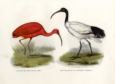 Scarlet Ibis by German School