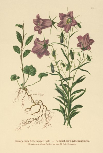 Scheuchzers Bellflower by German School