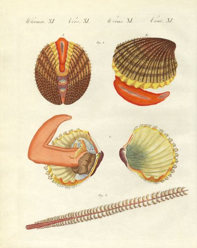 Sea creatures by German School