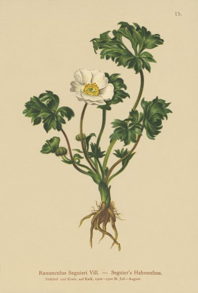 Seguiers Crowfoot (Ranunculus seguieri) by German School