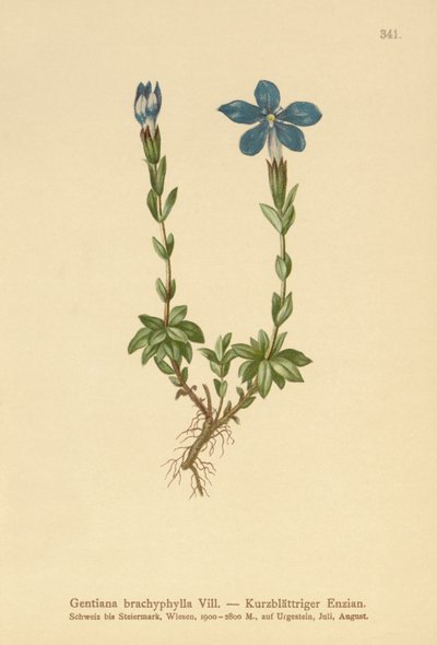 Short-leaved Gentian by German School