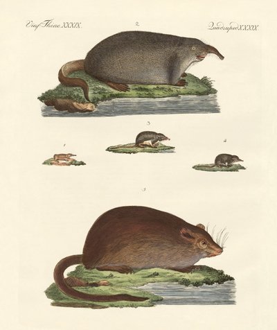 Shrew Mice and Musk Mice by German School