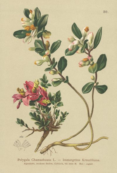 Shrubby Milkwort by German School
