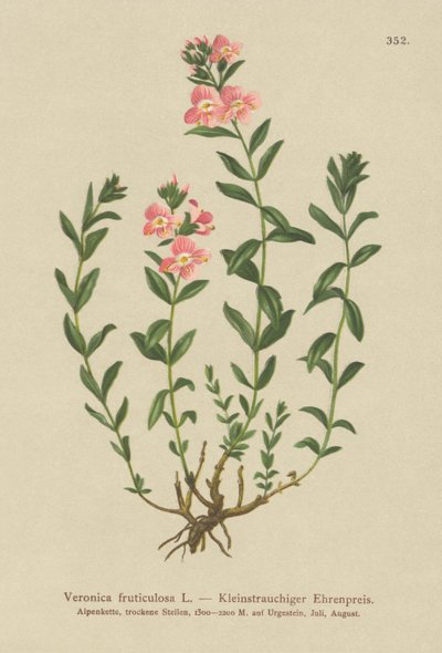 Shrubby Speedwell by German School