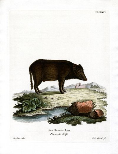 Siamese Wild Boar by German School