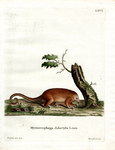 Silky Anteater by German School
