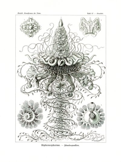 Siphonophorae by German School
