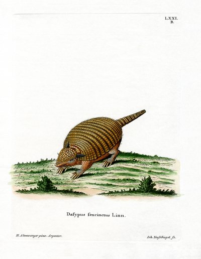 Six-banded Armadillo by German School