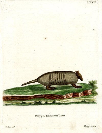 Six-banded Armadillo by German School