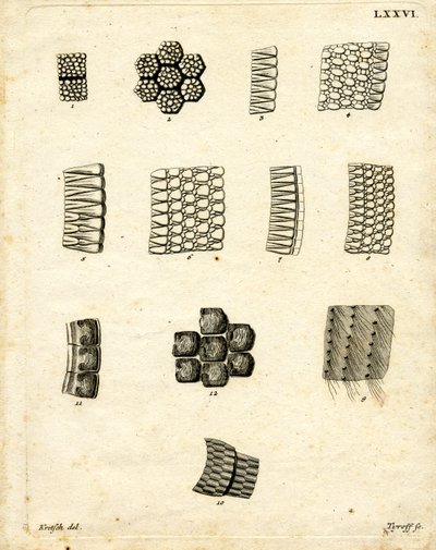 Skin Scales by German School