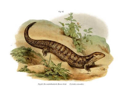 Skink by German School