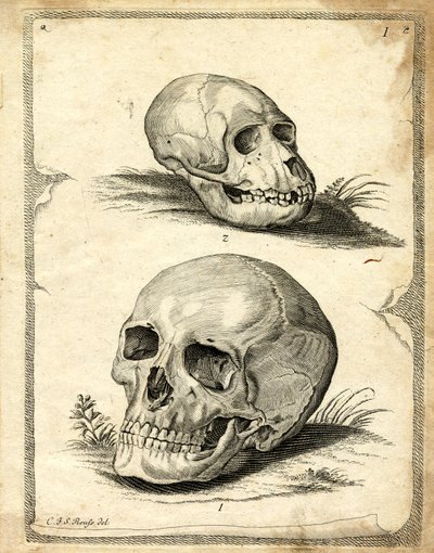 Skulls by German School