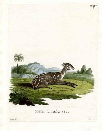 Small Spotted Musk by German School