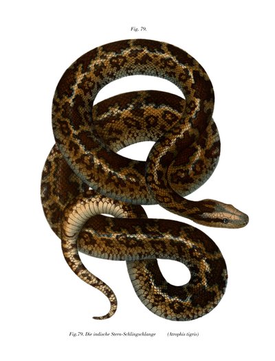 Snake by German School