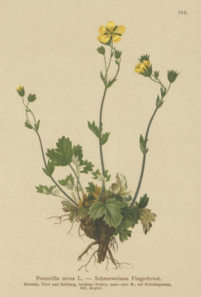 Snow Cinquefoil by German School
