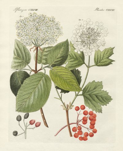 Some Kinds of Guelder Rose by German School