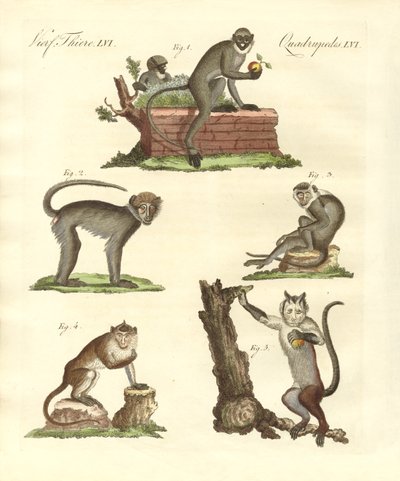 Some Kinds of Monkeys by German School
