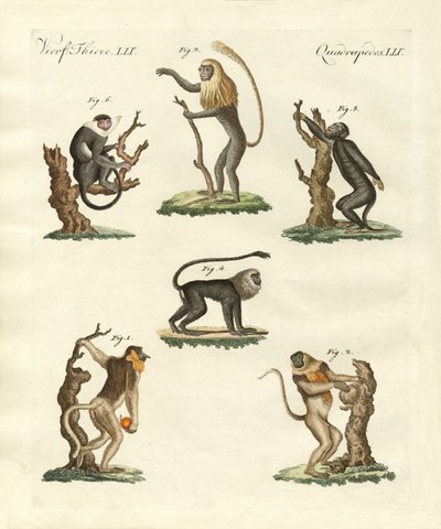 Some Kinds of Monkeys by German School