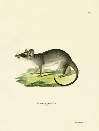 Southeastern Four-eyed Opossum by German School