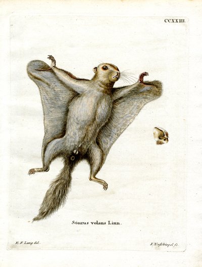 Southern Flying Squirrel by German School