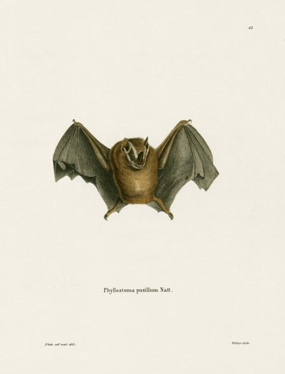 Southern Little Yellow-eared Bat by German School