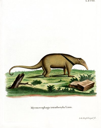 Southern Tamandua by German School
