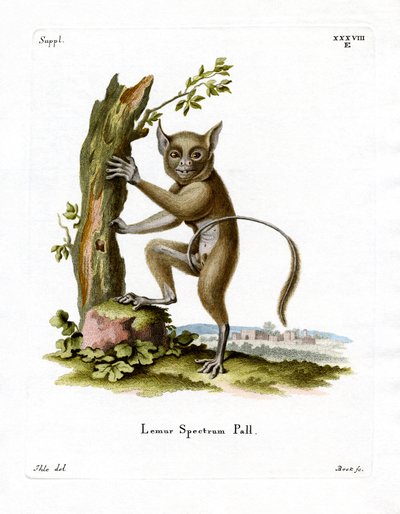 Spectral Tarsier by German School