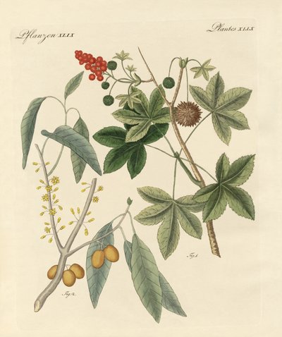 Spicy Plants by German School