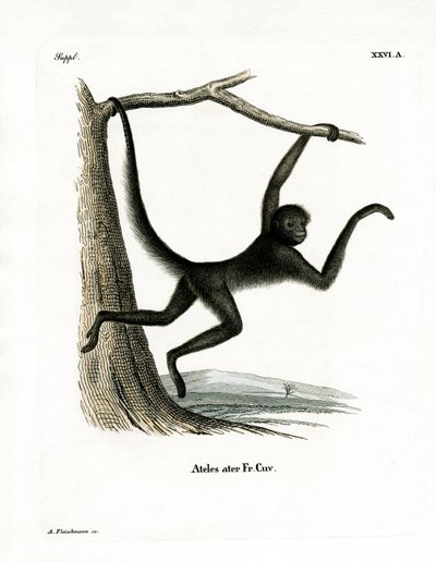 Spider Monkey by German School