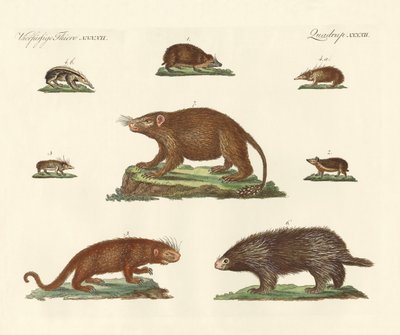 Spiny Animals by German School