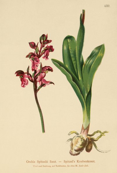 Spitzels Orchid by German School