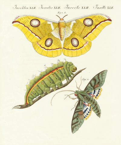 Splendid Foreign Butterflies by German School