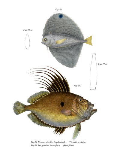Spotted Fanfish by German School