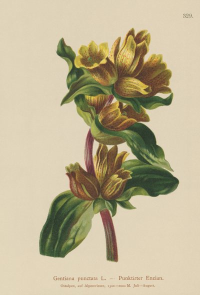 Spotted Gentian by German School
