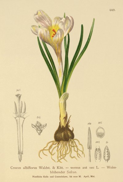 Spring Crocus by German School