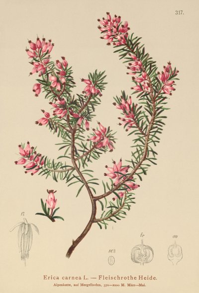 Spring Heath by German School