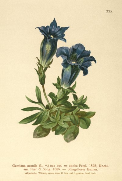 Stemless Gentian by German School