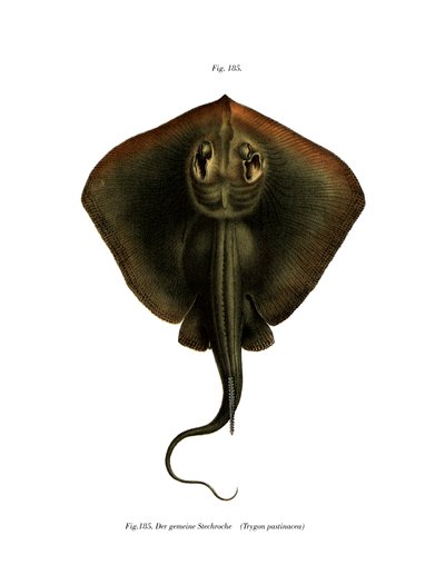 Sting Ray by German School